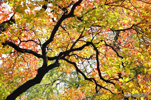 秋色绚烂，上海闵行红园乌桕色彩斑斓梦幻如画