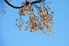 很多人不知道苦楝子能做杀虫剂，记住这些用法，蔬菜基本不打农药图片