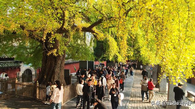 嵩阳书院的古柏