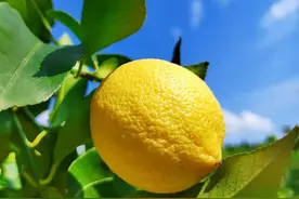 春季养生黄金期！中医推荐5种柠檬饮法，助你疏肝排湿图片