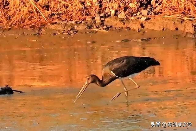 立秋洋河观鸟记