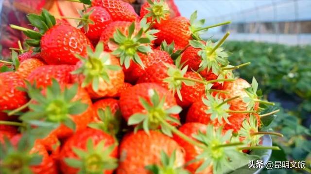 别再问昆明哪里能摘草莓了！收下这份采摘地图，直接抄作业→