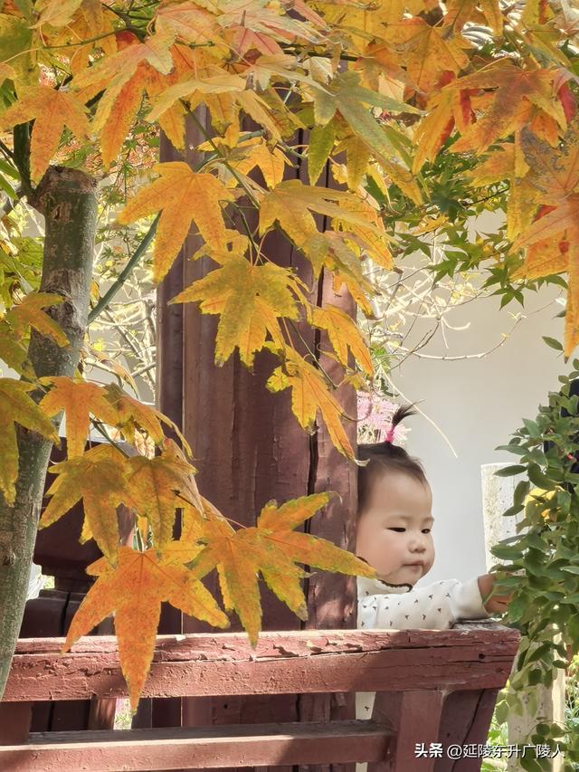 常州城东横山桥白龙观 冬日菊花节 采菊东篱下，悠然见横山