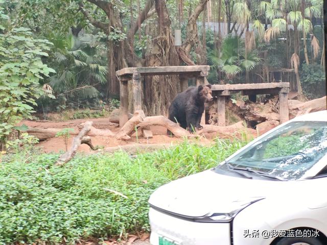 参观广州长隆野生动物园，全程感觉眼累手累腿不累