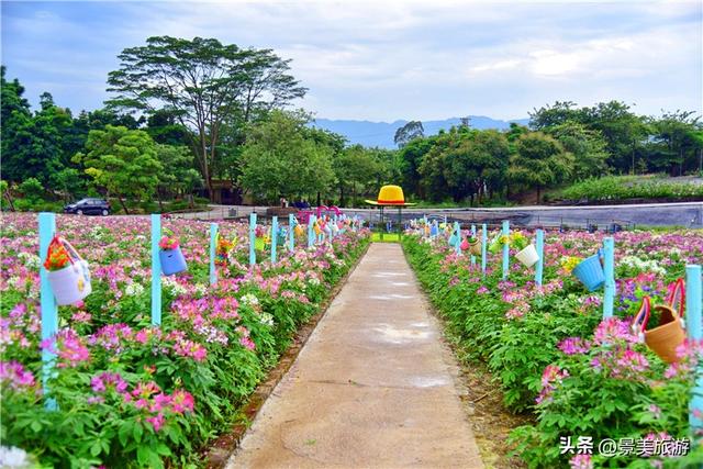 国庆相约卡玛花世界：花海中邂逅秋日浪漫，花篮小径中留下倩影