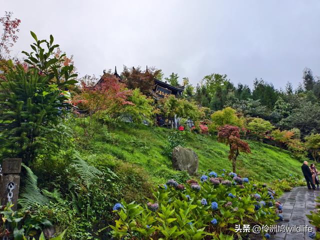 四川行(73)什邡红枫岭徒步到钟鼎寺