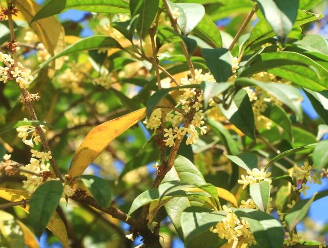 让整个柳江都“上头”的初冬味道，源头在这里