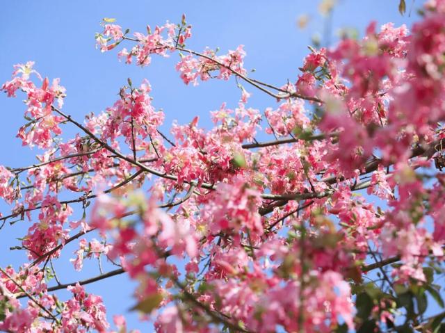 初冬限定！星湖美景焕新上线，打卡要趁早~