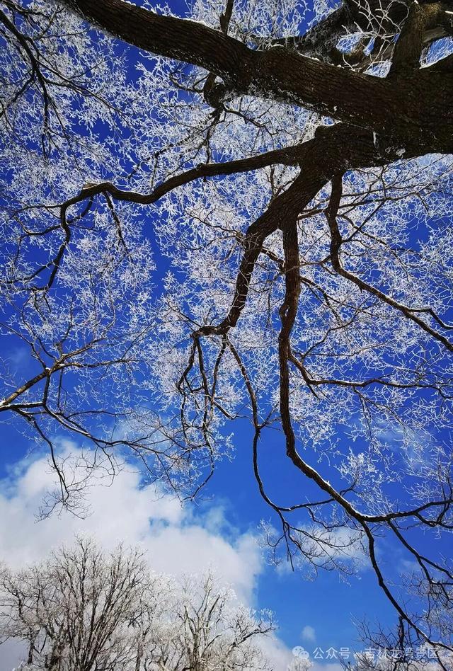 央视都来打卡！龙湾四方顶的玉树琼花，美成冰雪天花板