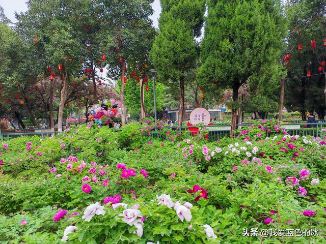 逛菏泽天香公园，这里牡丹很吸引游客，关键是二十四小时免费参观