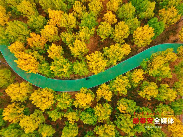 泰城深秋遍染金裳 斑斓画卷映眼帘