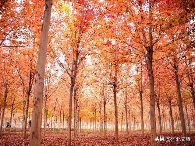 邯郸万亩秀林化作一片红色海洋，带你闯入童话世界