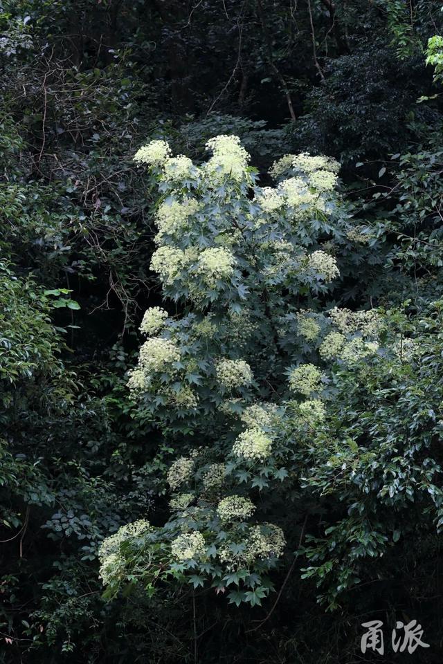 这条大嵩岭古道，藏着整个夏天的秘密