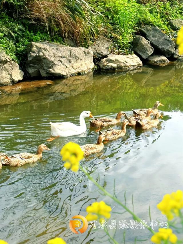 “我在开花，她们在笑” 这就是习水最棒的春天