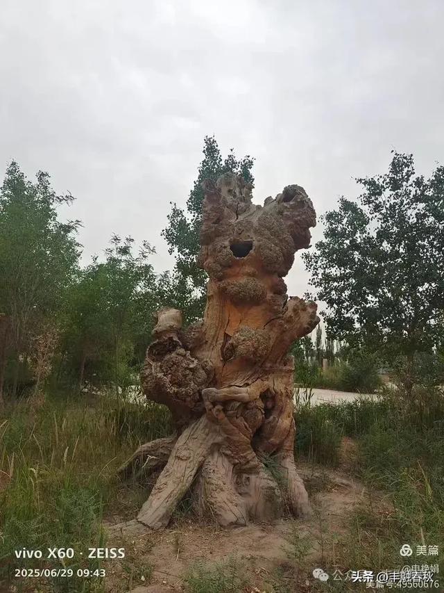 探秘新疆巴楚红海景区：自然与人文的交响｜ 申艳娟