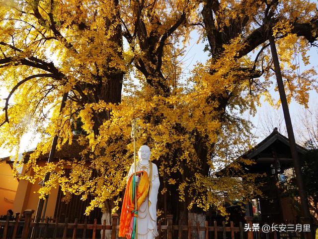 天子峪口，百塔寺的古银杏