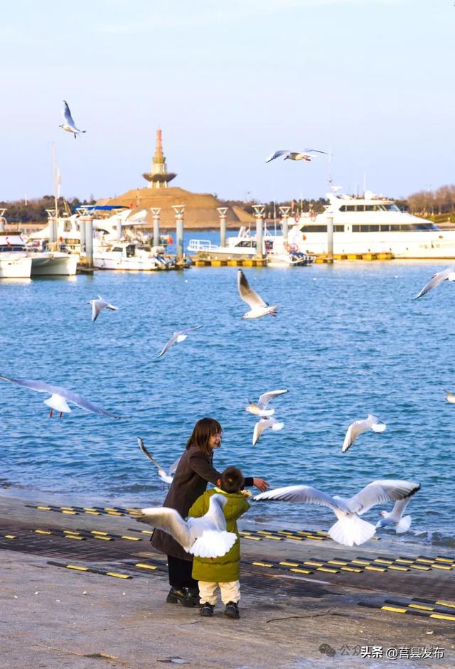 数量倍增！火爆出圈！来这片海“鸥遇”，已成为日照文旅新IP！