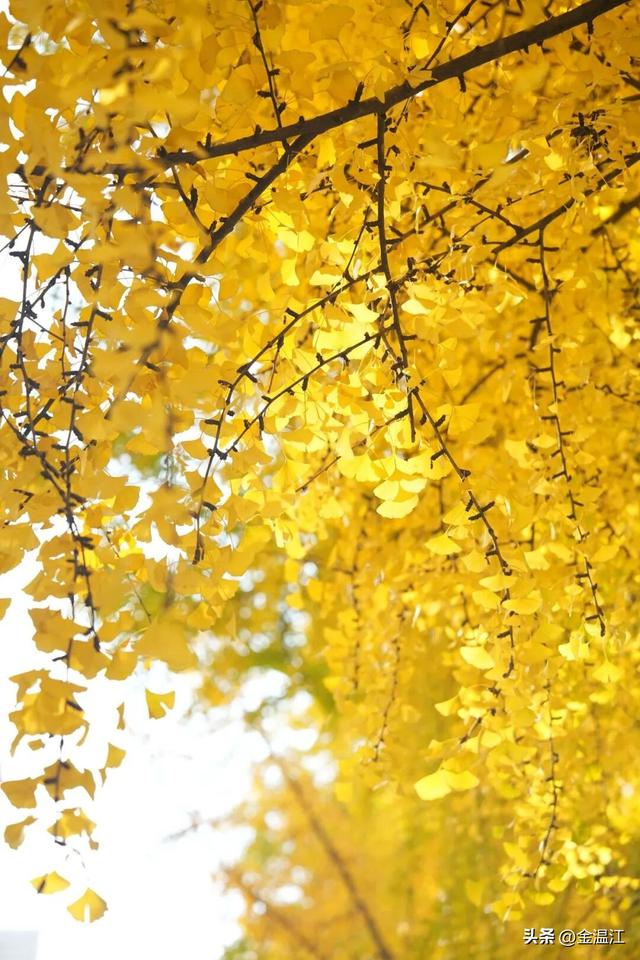 在“杏”福满满的大南街！这样拍超出片