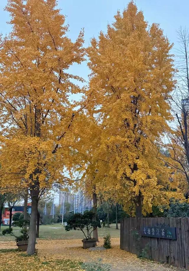 世界只有中国河南省洛阳市才有的全球“独一无二的10大奇景”