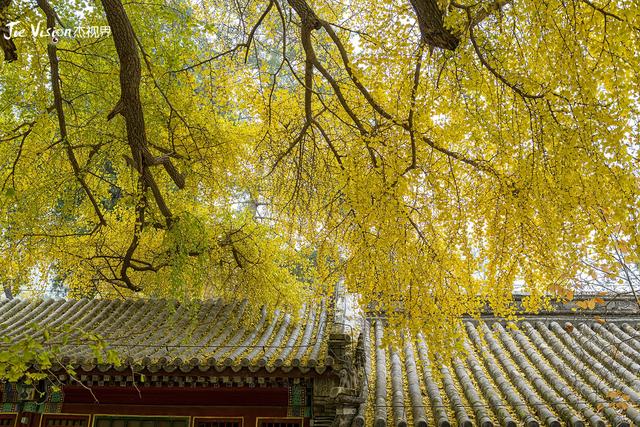 这个秋天，去潭柘寺看1400岁的“银杏帝王” 金黄期仅剩20天！