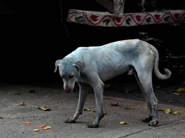 突变？切尔诺贝利发现蓝色的狗！是被核辐射变异了吗？