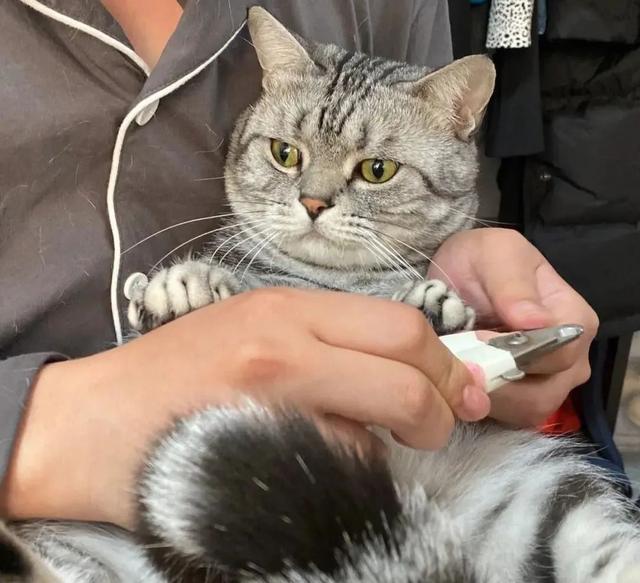 养猫久了才知道，我们摸它的爪爪的时候，原来它是这样想的