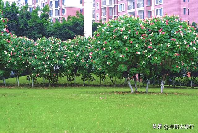 成都芙蓉花最新攻略，公交车直达，一处比一处惊艳，4处都免费！