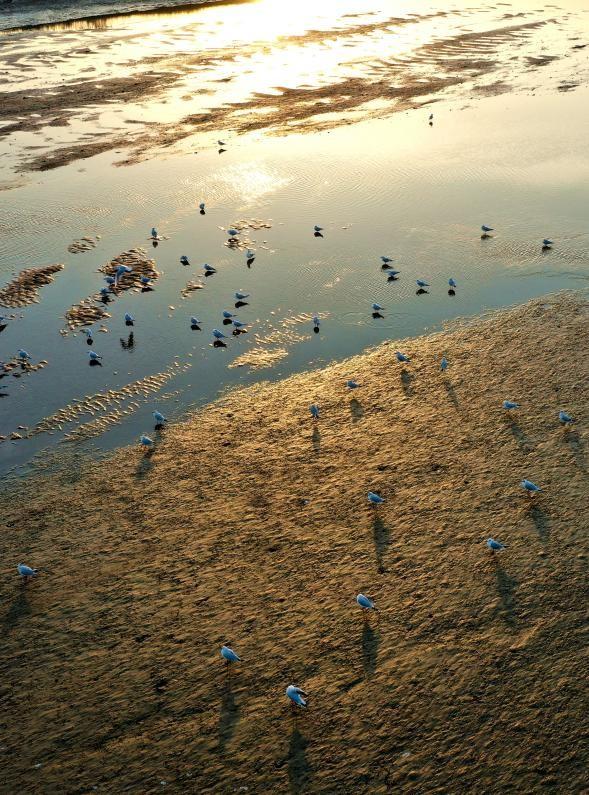 山东日照：“鸟群”版银河流动一幅生态画卷