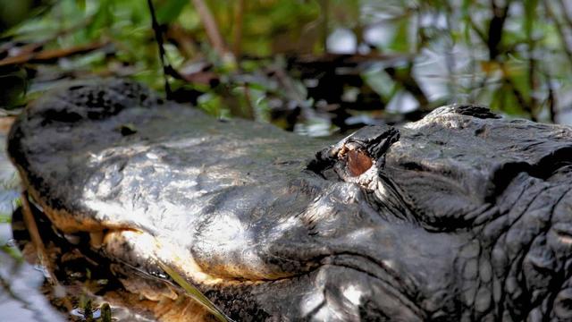 美国国家公园独有的12种神奇野生动物，你见过吗？