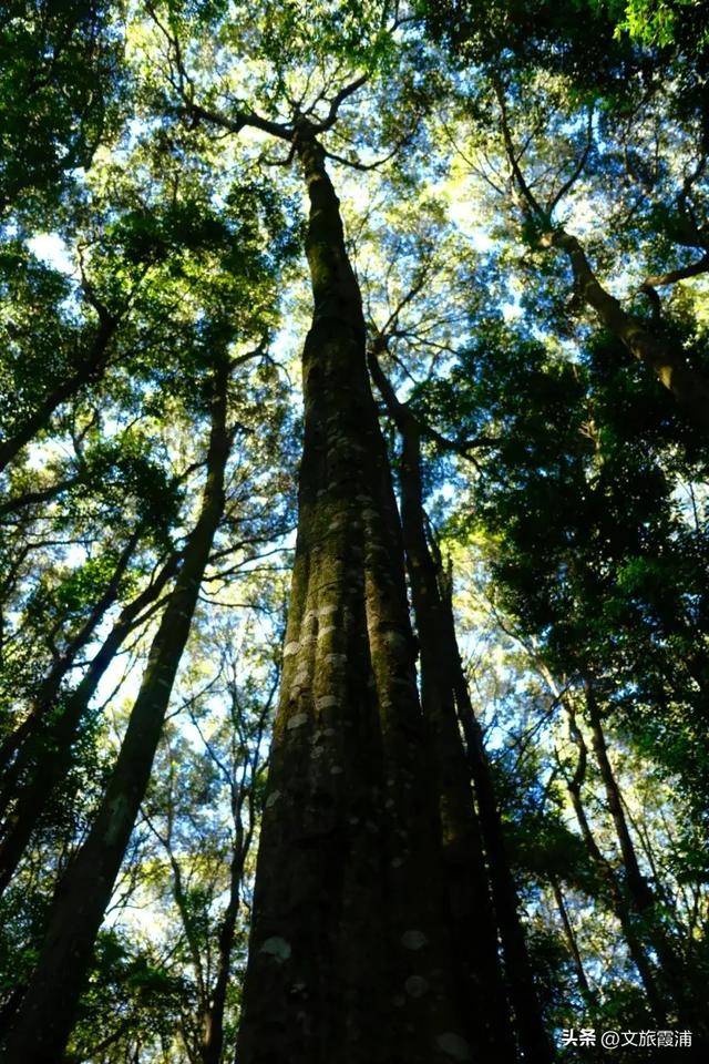 每日一村：茶岗村——茶香畲韵交融，山海间的文旅活力地
