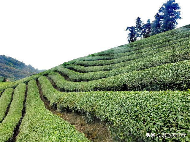 武义郭洞号称江南第一风水村，连坞茶山犹如地球指纹