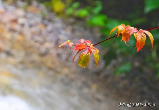 茨竹沟——鸡冠山深处的清凉秘境