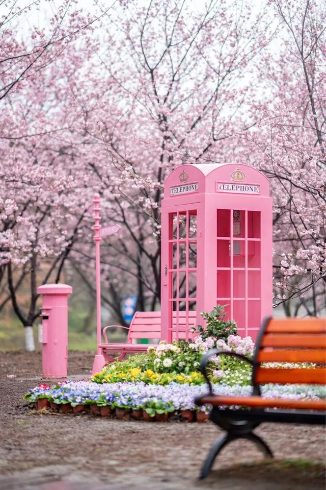 报！南京的樱花已经美成这样了