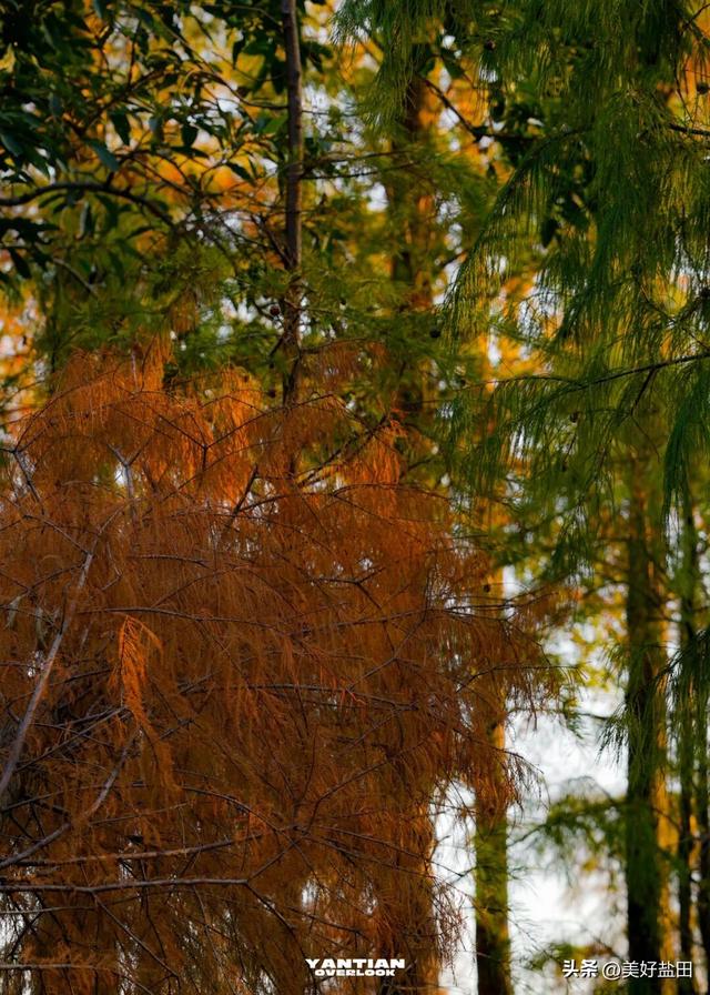 发现深圳“阿勒泰”这些机位的人，真是天才！