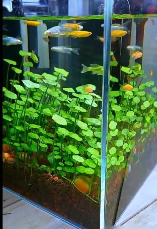 河北一00后小姑娘，因“铜钱草鱼缸”走红，超多人都被“治愈了”