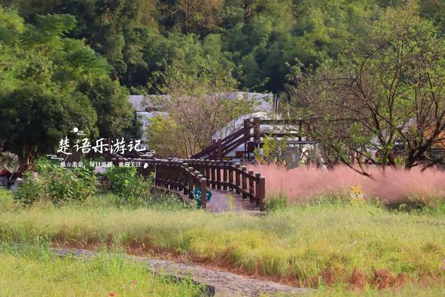 浙江宁波的山谷粉黛花海背山面溪，幽静而浪漫，周边景色更加迷人