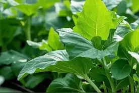 10种越阴凉越疯长的蔬菜！北阳台、树荫下种菜党狂喜图片