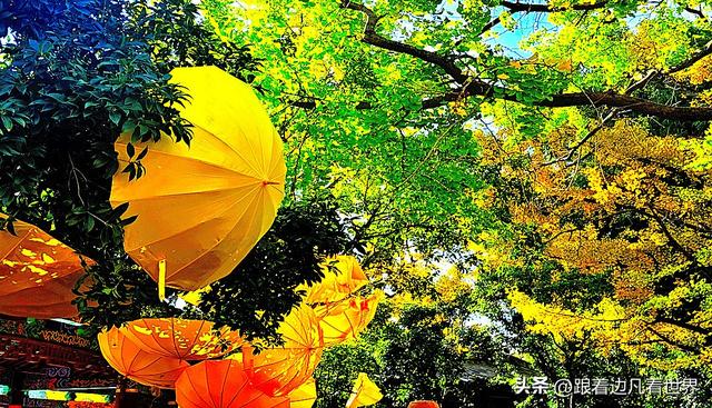 昆明蓝配翠湖银杏黄——藏着昆明最温柔的冬天