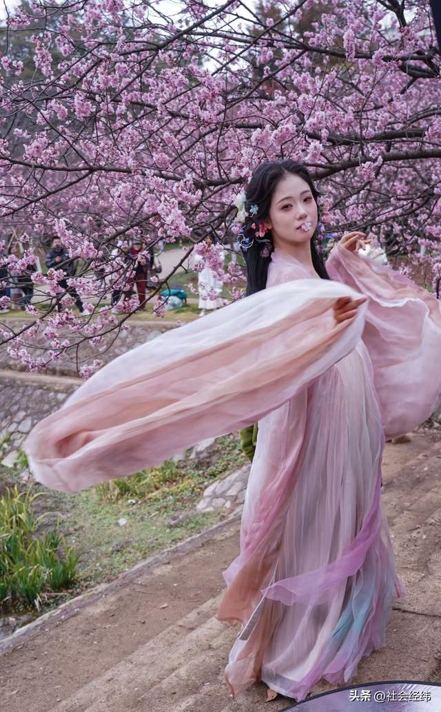 每日一景|寒意未消春意先至 南京中山植物园早樱绽放迎游人