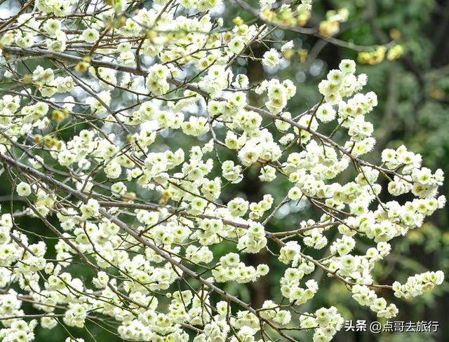 成都市区绿梅、青梅开花了，不用远去大邑，免费，非常惊艳！