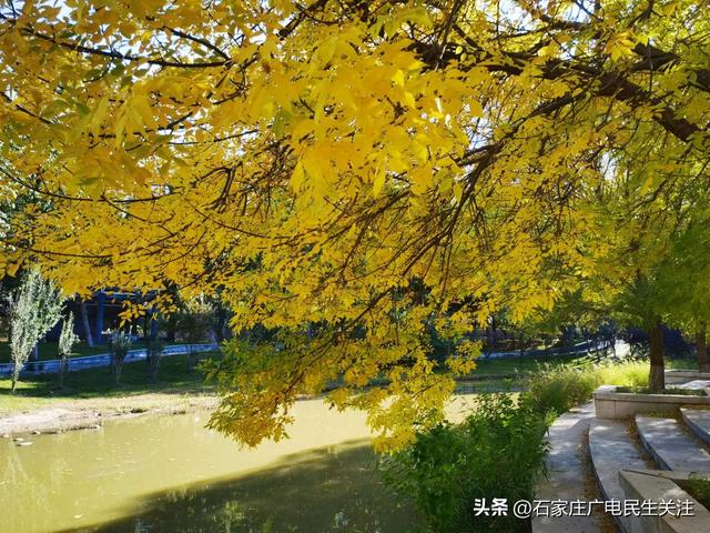 石津灌渠文化公园深秋白蜡染金黄