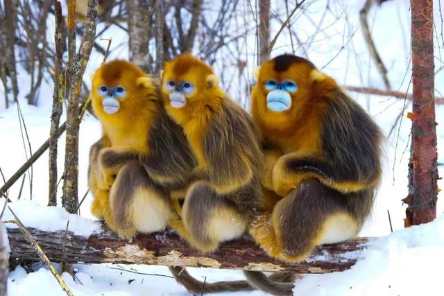 企鹅伴滑、与鹿同行，来神农架原始森林仙境尽情撒欢