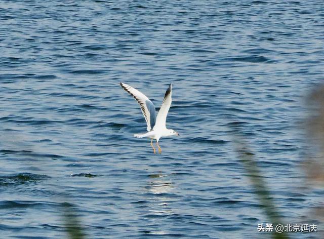 延庆的金色浪漫,就在——