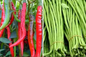 4对常见蔬菜天生是“冤家”，不能种在一起，长势不好不是你的错图片