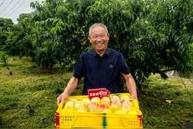 解码拼多多财报：挥别高增长，转入“高质量增长”图片