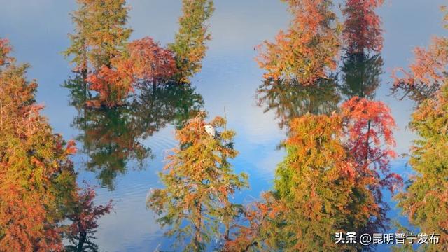 滇池南岸：水杉染秋意 湿地如画卷