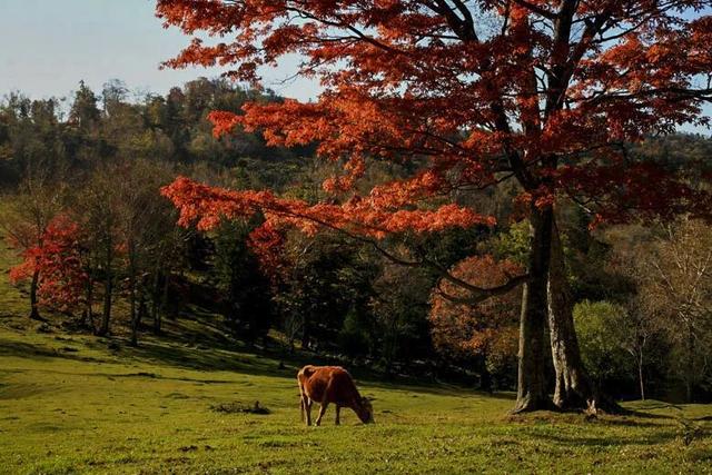 乘着高铁游白山 | “百区百景”打卡攻略之临江市溪谷景区