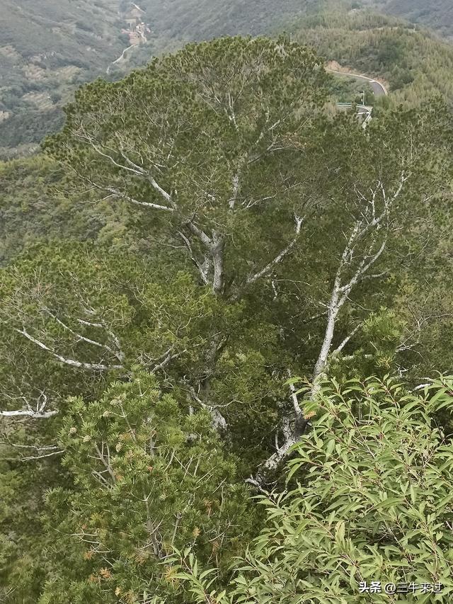 无为在歧路，壶关林州大名府9