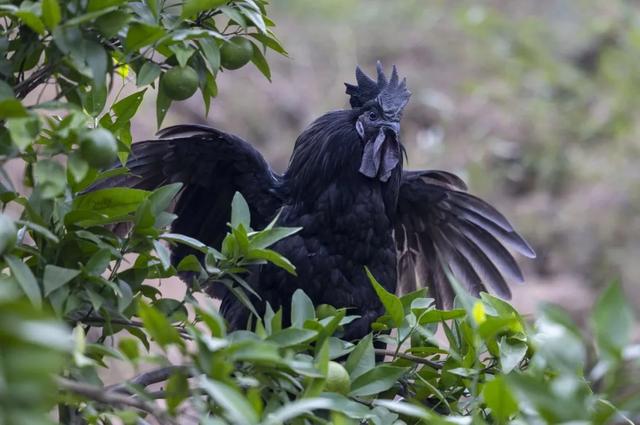 地名里的重庆 | 巴南姜家镇，因姜氏酿酒成名