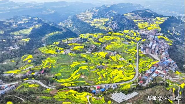 花海赴春光，金浪满通川！金石梯田万亩油菜花海邀你共赴春约